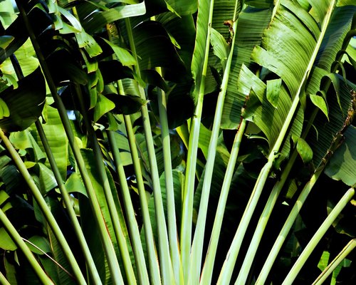 Lush green vegetation in the Peruvian jungle representing the humid and warm climate of Iquitos
